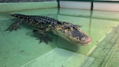 entrenadora-caiman-mano