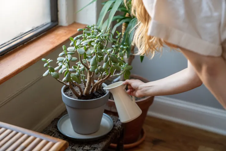 ¿Cómo acomodar el árbol de jade en la entrada para atraer dinero?