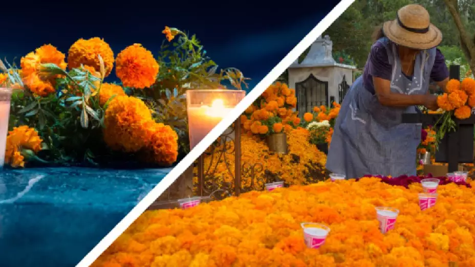 Diferencias entre la flor de cempasúchil mexicana de la china