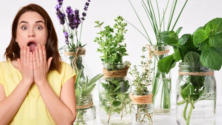 Plantas en agua para el interior de tu hogar