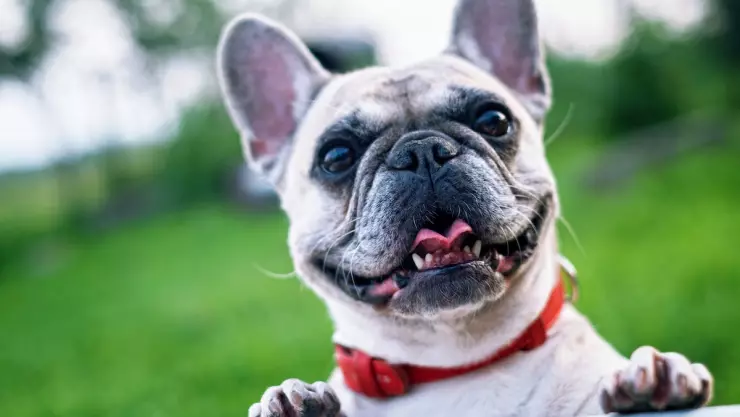 Qué considerar antes de adoptar un perro