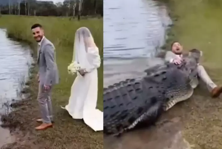 cocodrilo ataca en boda