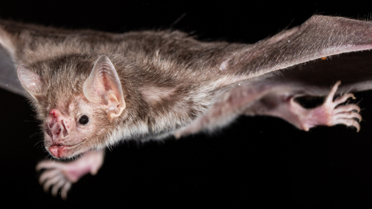 murciélagos vampiro correr