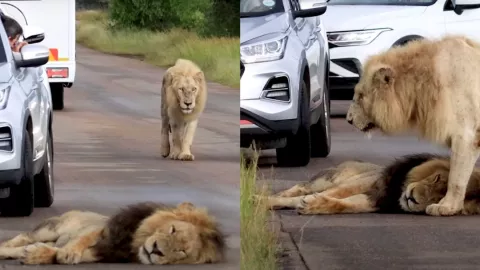 León se duerme sobre una carretera y provoca caos vehicular