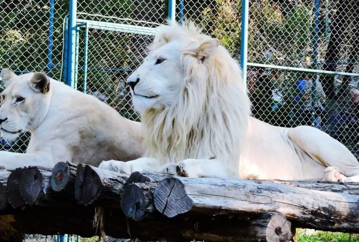 Leones mataron a un hombre que intentó robar a sus cachorros