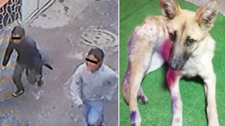 matan a perrita waffle cdmx