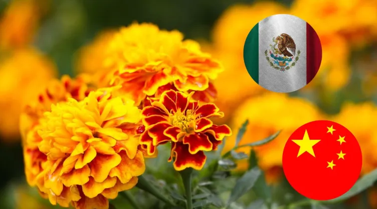 /estilo-de-vida/diferencias-flor-cempasuchil-china-mexicana