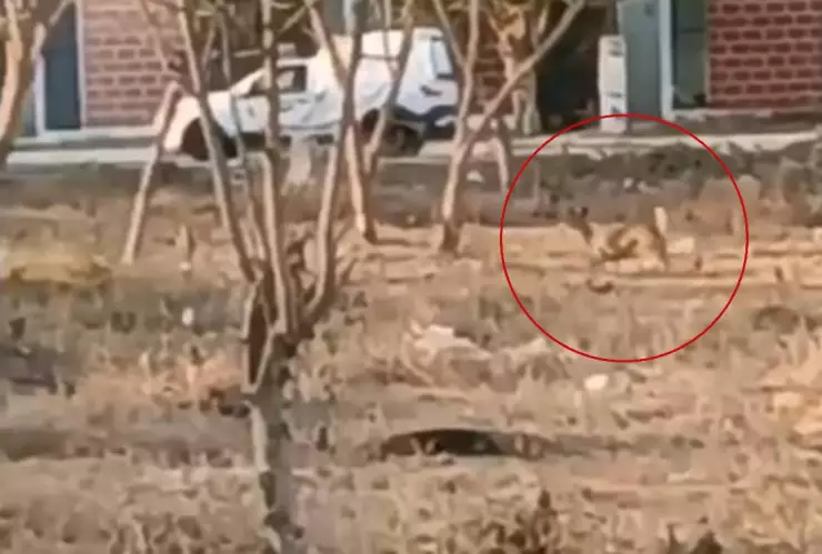 VIDEO_ Vecinos de Opichén captan a venado corriendo por la zona