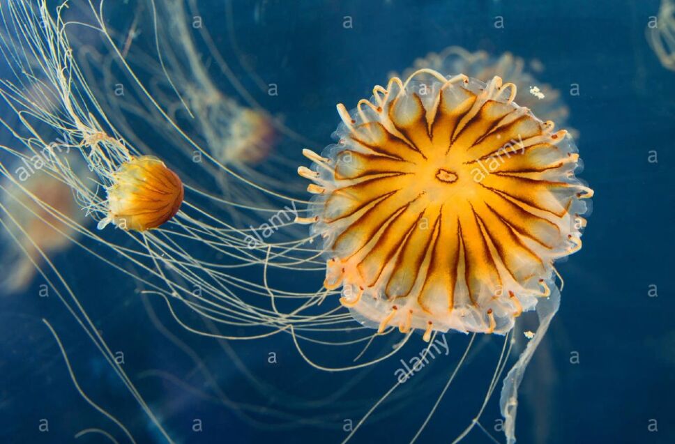 medusa