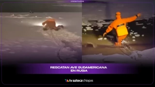 VIRAL: Rescatan ave sudamericana en Rusia