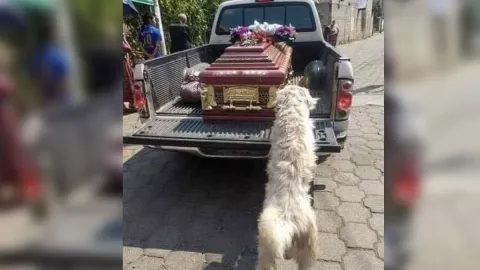 Lomito sufre por la muerte de su dueña.