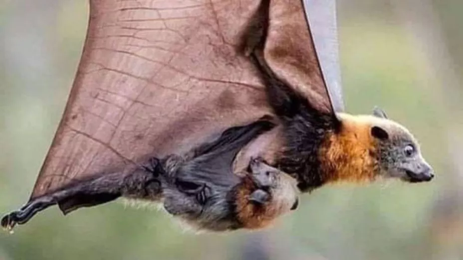 ¡Cuidado! Ahora la SANGRE HUMANA es parte de la DIETA DE LOS MURCIÉLAGOS.jpg