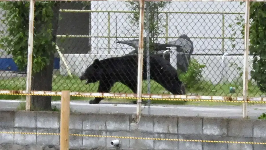 Un oso cerca de unas oficinas en Fukushima, Japón.