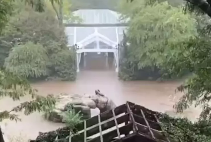 VIDEO Un león marino escapa del zoológico en las inundaciones en New York a causa de las lluvias