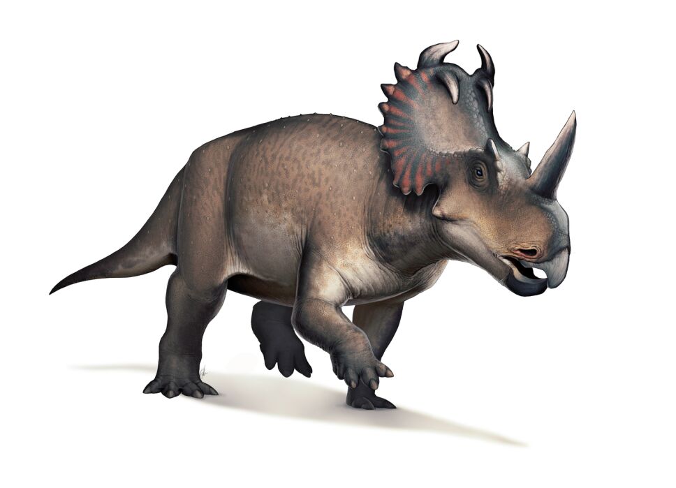 Dinosaurios, México 7.jpg