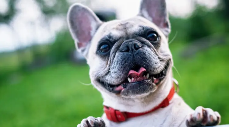 Qué considerar antes de adoptar un perro