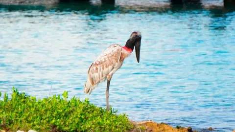 Avistan en Cozumel ave en peligro de extinción: ¿Cuáles son las características de la Cigüeña Jabirú?