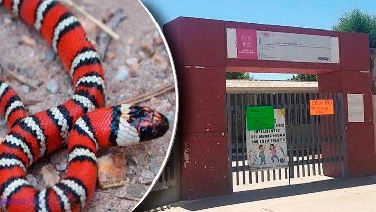 niña es mordida serpiente en primaria