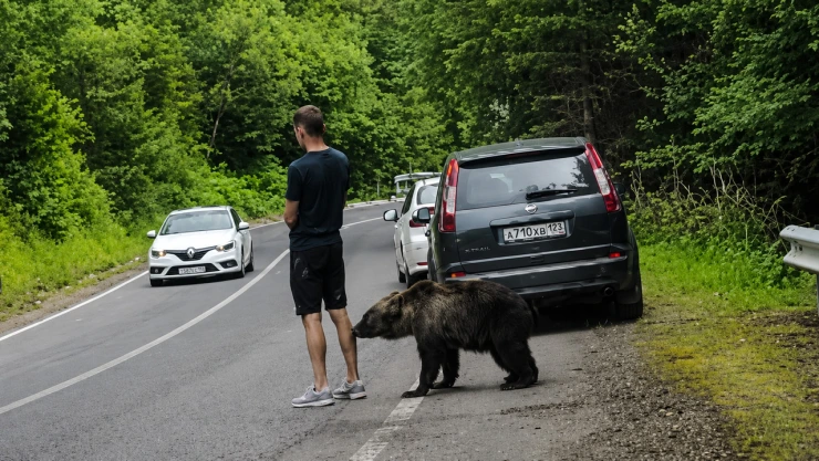 Sujeto es mordido por un oso en Rumanía reacción imperdible