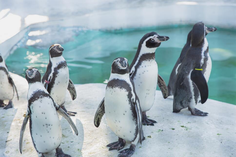 Pingüinos en la nieve