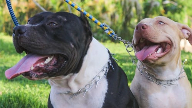 Dos-perros-mueren-al-defender-a-su-dueño-de-un-ataque-armado-en-Ciudad-Juárez-Chihuahua