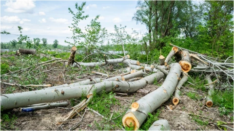 Este es el costo que debes cubrir por talar un árbol en Aguascalientes.jpg