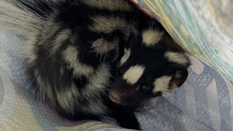 Autoridades rescatan a zorrillo en León 27 mayo 2025; lo llevan al zoológico.png