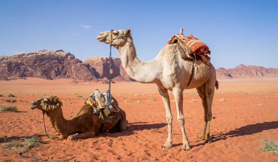 camellos botox concurso de belleza.jpg