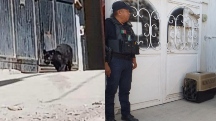 Capturan a pantera negra en calles de Guanajuato