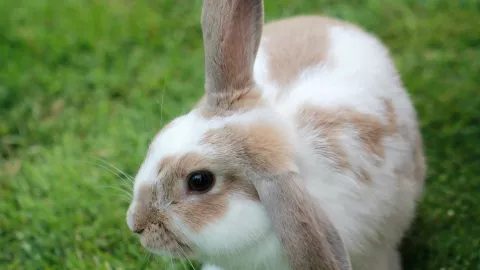 El conejo es el protagonista del Año Nuevo Chino 2023
