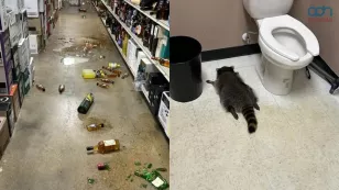  Un mapache asalta licorería 