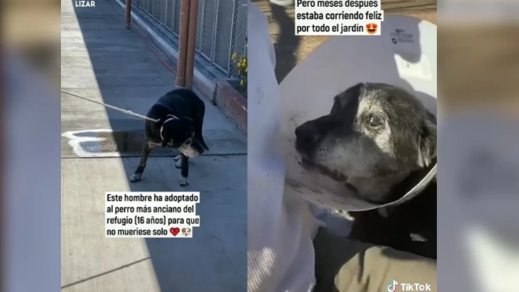 Perro anciano es adoptado por hombre