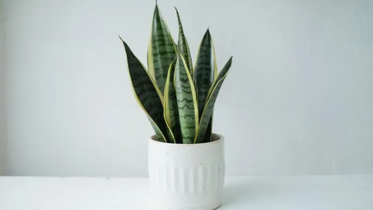 /estilo-de-vida/como-evitar-plagas-plantas-lengua-suegra