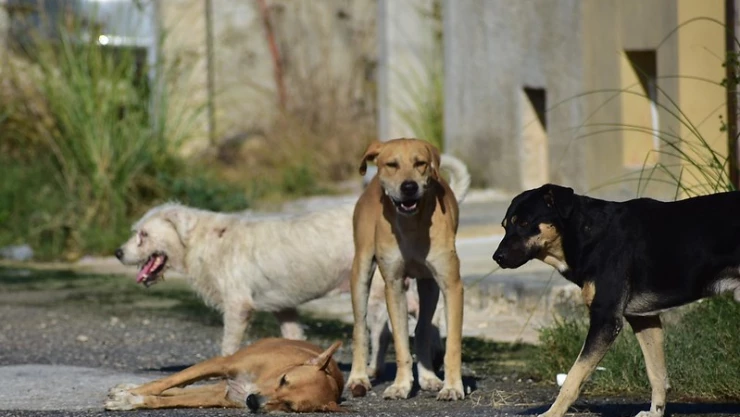 Detienen a hombre que alimentaba con clavos a perros y gatos en CDMX