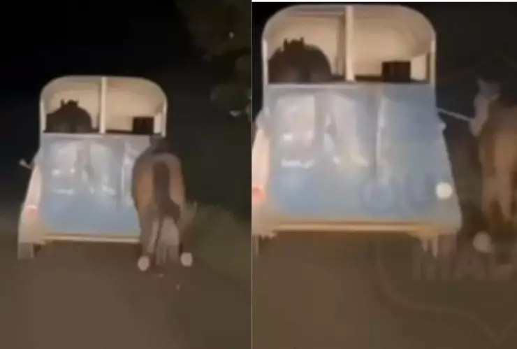 Hombre arrastra un caballo con un remolque en Veracruz