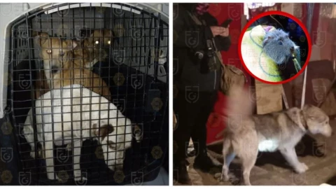 Rescatan a 34 perros, 5 tortugas y un cuyo que vivían hacinados en Xochimilco