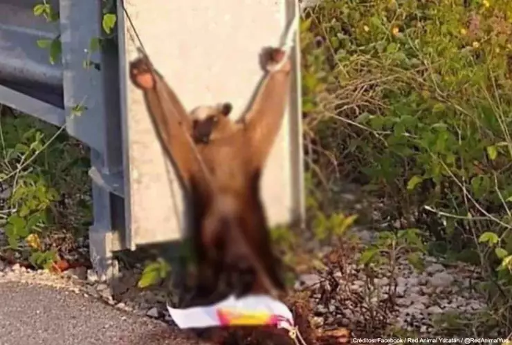 oso hormiguero torturado yucatan.jpg