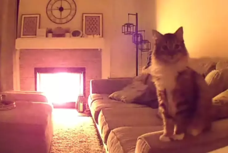 Gatito héroe salva a su familia de un incendio gracias a cámara de seguridad.png