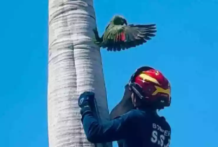FOTO_ Un loro fue rescatado tras quedar atrapado en una palmera, casi pierde una patita completa