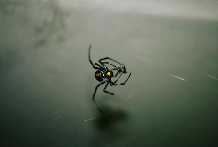 Mordeduras de araña en México: estados con más casos en 2025