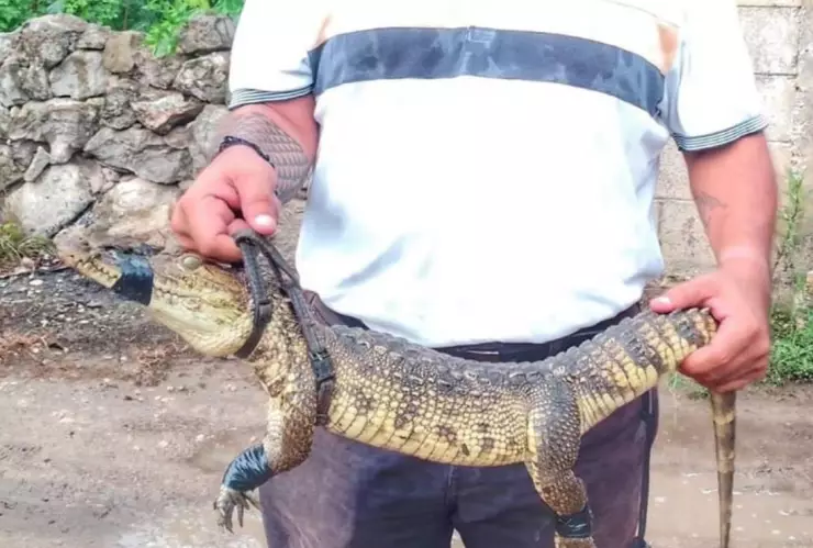 Lagarto sorprende a habitantes de Motul