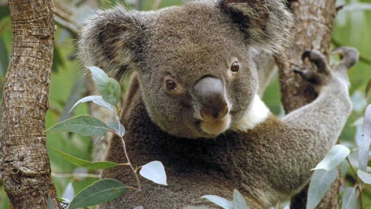 Koala
