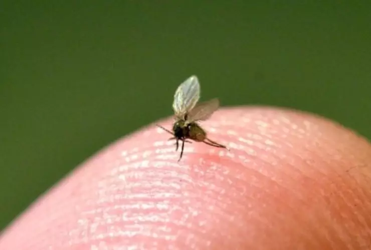 Así puedes identificar las moscas de arena, el insecto que puede causar úlceras en la piel