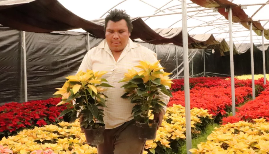 Nochebuenas Xochimilco.jpeg