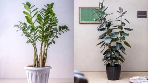 Plantas para decorar el departamento