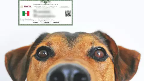 curp mascotas 2025.