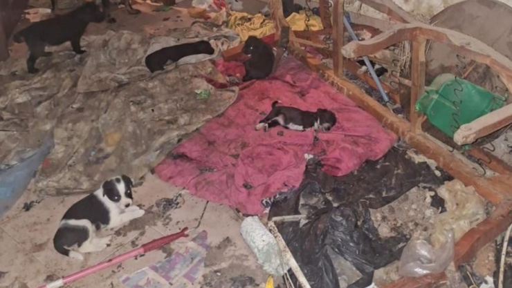 Perritos rescatados en Sahuayo.png