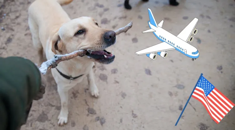 Requisitos ACTUALIZADOS para viajar con mi perro a Estados Unidos