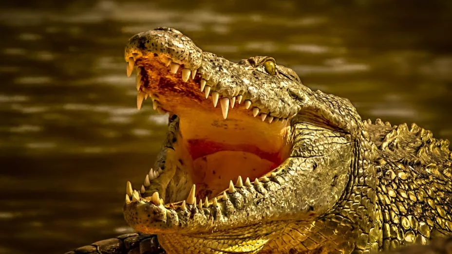 Cocodrilo devora ganado al sur de Veracruz