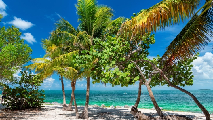 Las palmeras de la costa de Florida, la arena blanca y el agua turquesa del mar